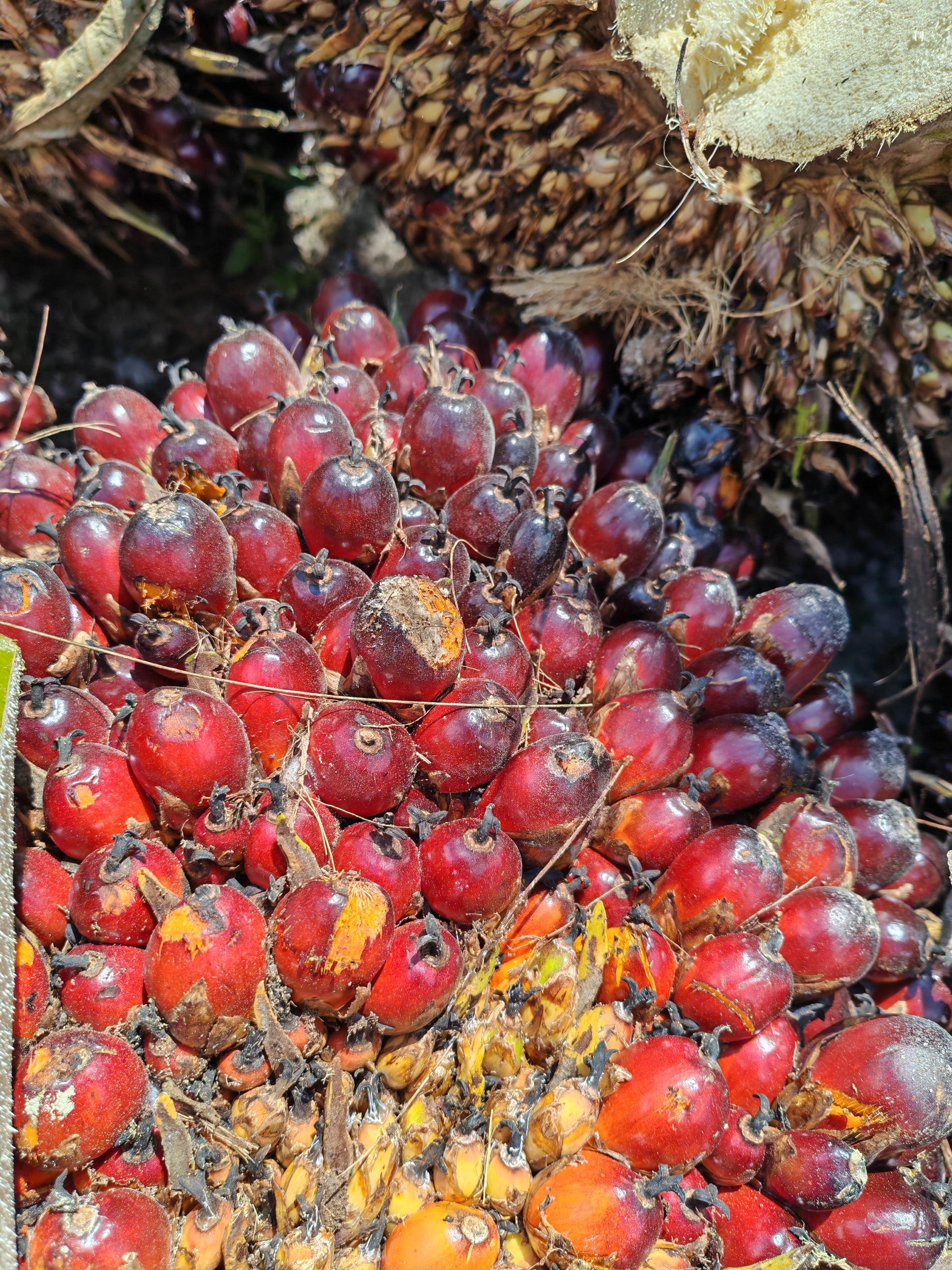 Practical Techniques for Monitoring Palm Fruit Ripeness and Oil Yield Rate