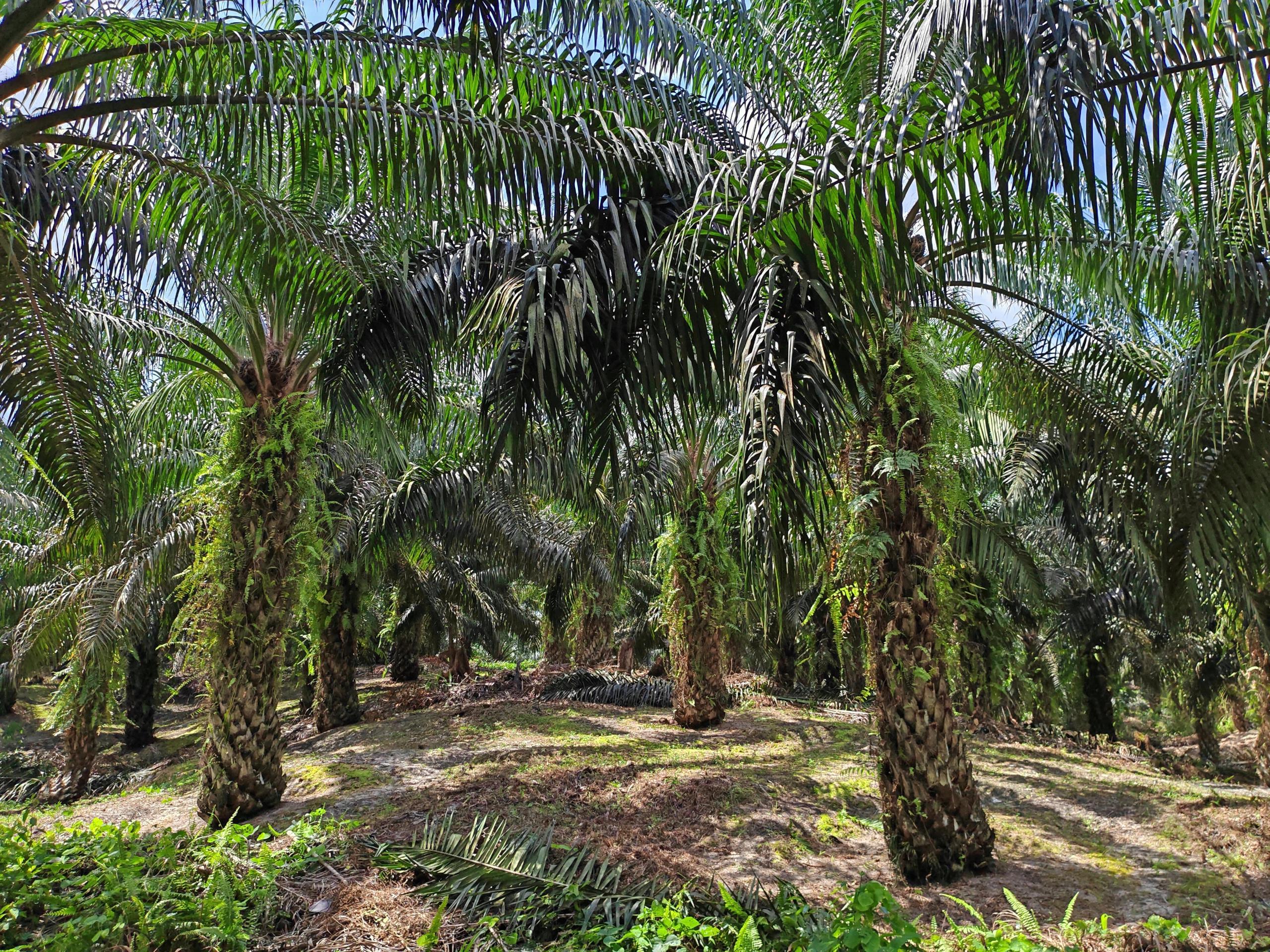 echnical Differences & Production Operation Skills of Oil Palm Between Southeast Asia (Indonesia, Malaysia) and Africa